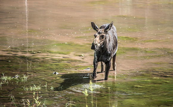 Moose Ripples 2