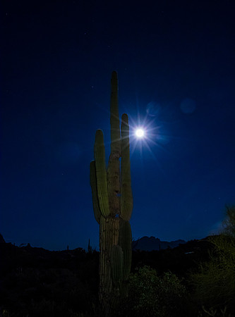 Saguaro Silhouette 2