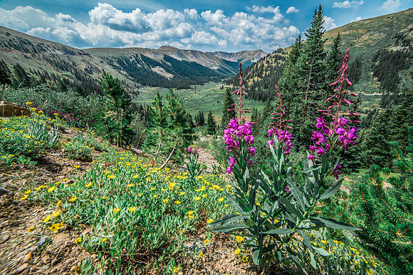 Independence Pass Wildflowers