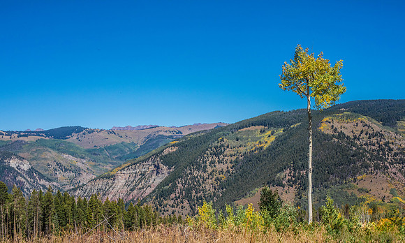 Lonely Aspen