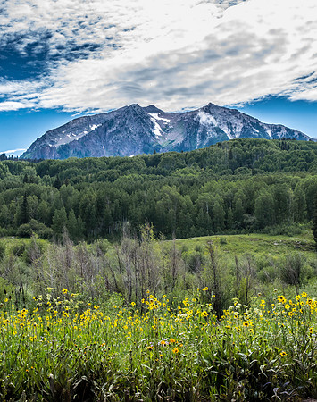Wildflowers and Mountains
