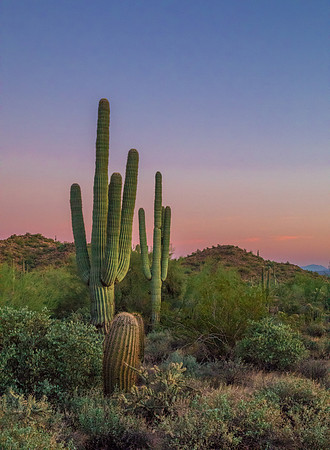 Arizona Sunset with Saguaro 2