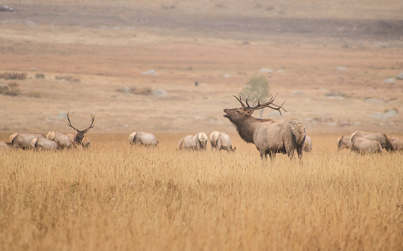 RMNP Elk_