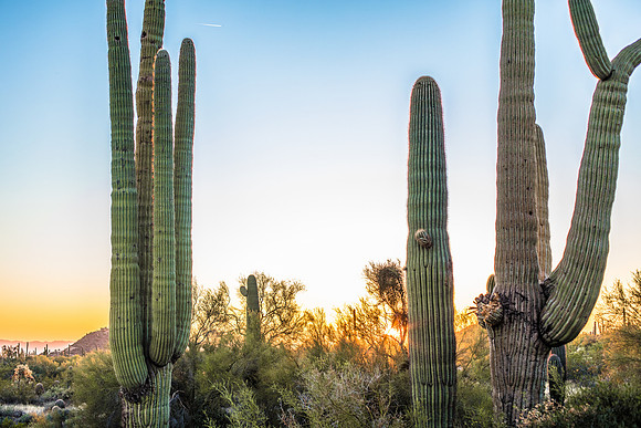 Arizona Sunset with Saguaros
