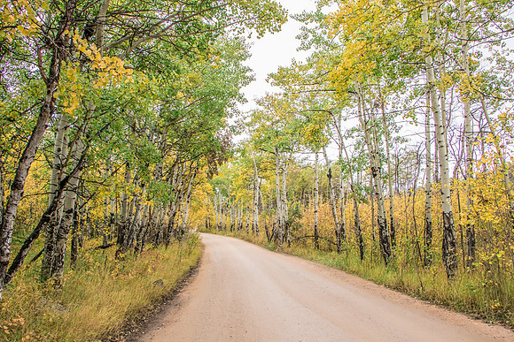 RMNP Aspen Lane_