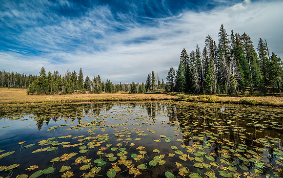 Lillypad Reflections