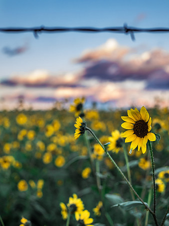 Sunflower Sunset