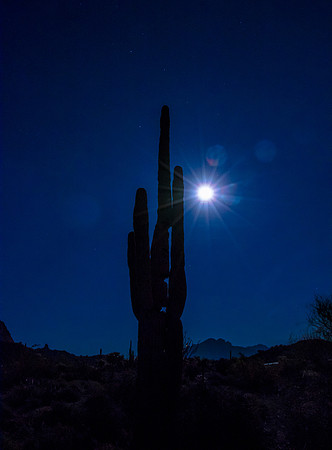 Saguaro Silhouette