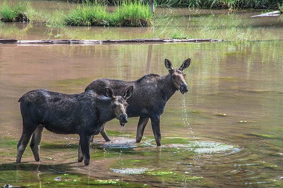 Thirsty Moose