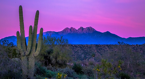 Saguaro Sunset Arizona