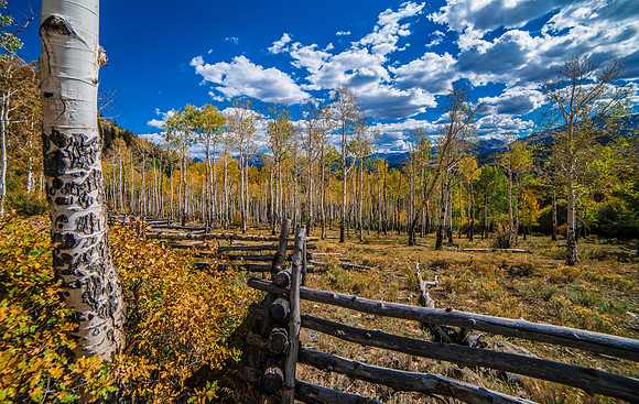 Last Dollar Rd Fall 2