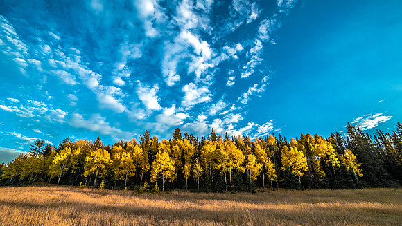 Fall Splendor