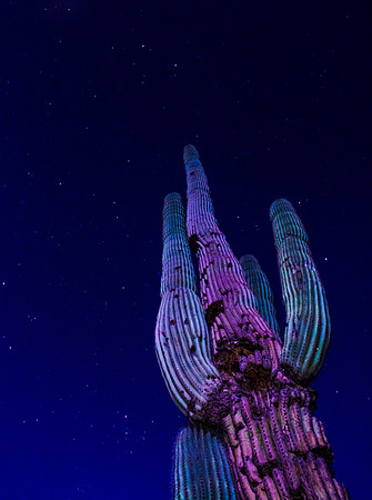 Vibrant Saguaro_