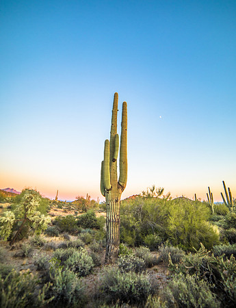 Saguaro Sunset 2