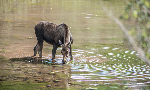Moose Ripples