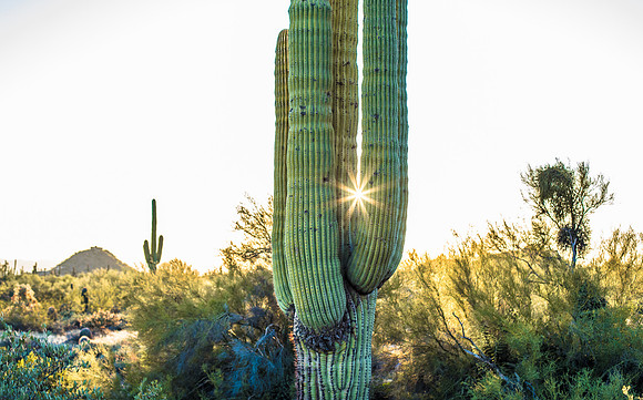 Saguaro Sunburst