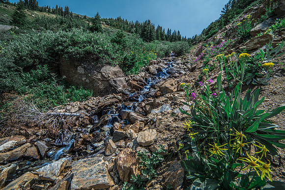 Independence Pass Wildflowers & Waterfall