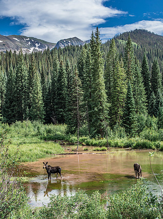 Moose & Mountains