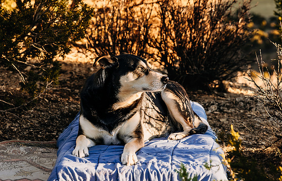 MC1A3547-Enhanced-NR